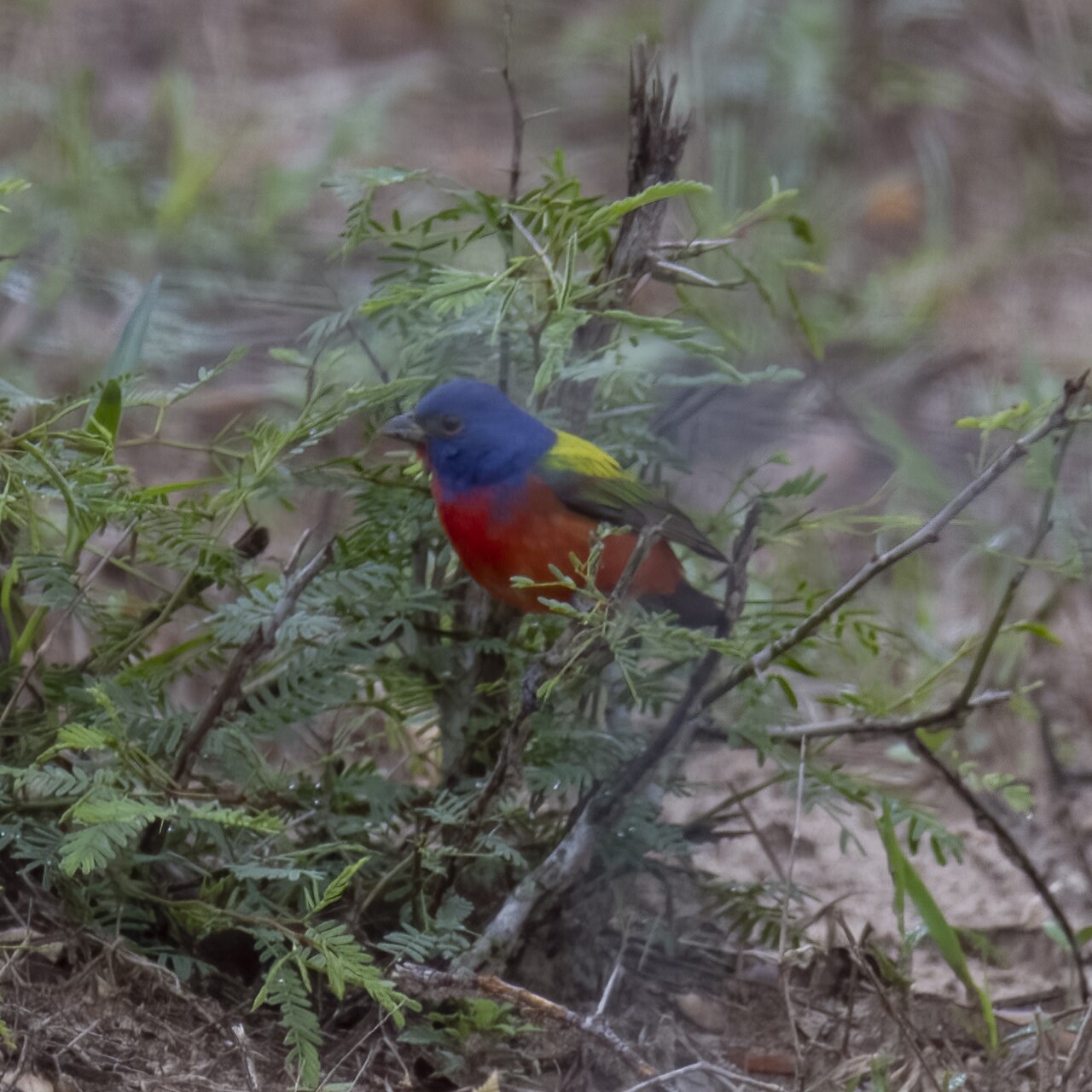Top 15 Types Of Red Birds In Missouri (With Pictures) 1 Painted Bunting