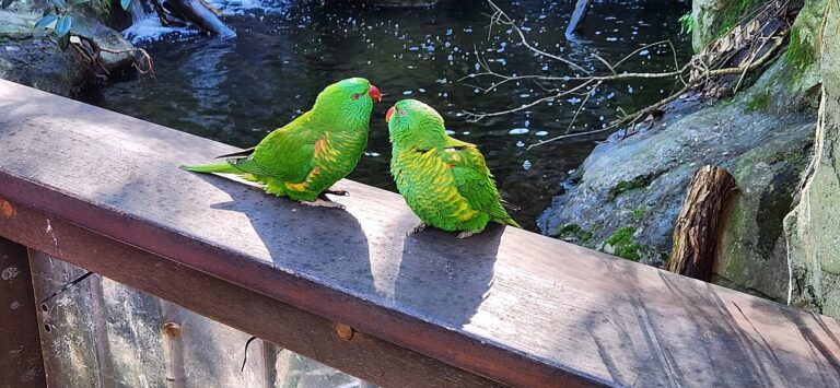 Parakeets