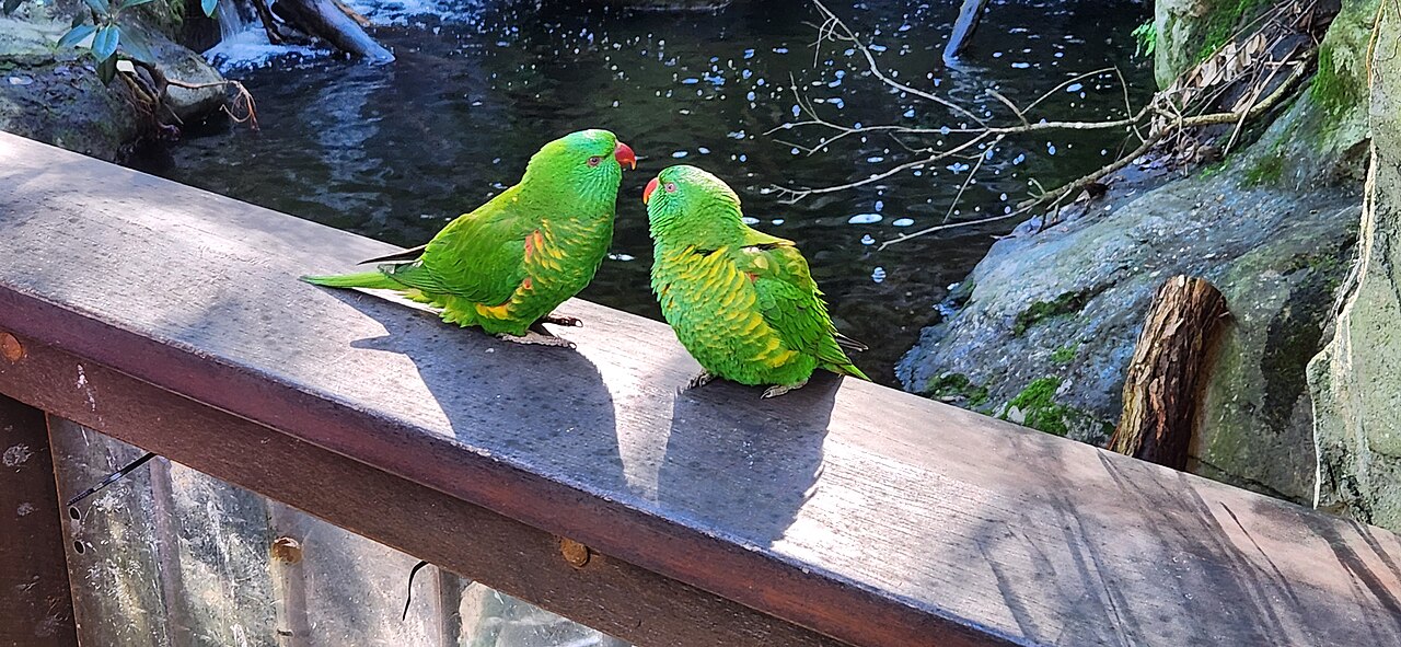 Parakeets