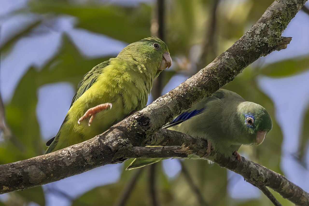 Parrotlets