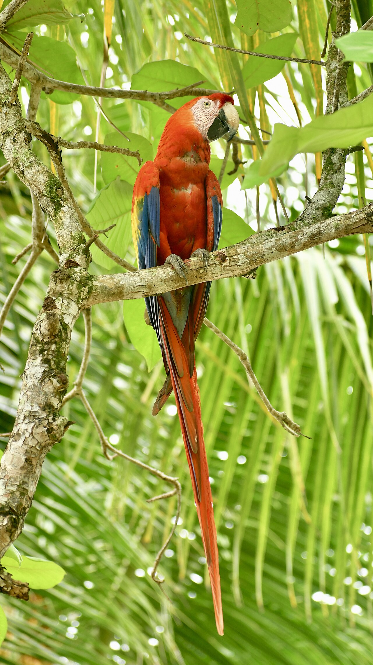 Parrots With Personality