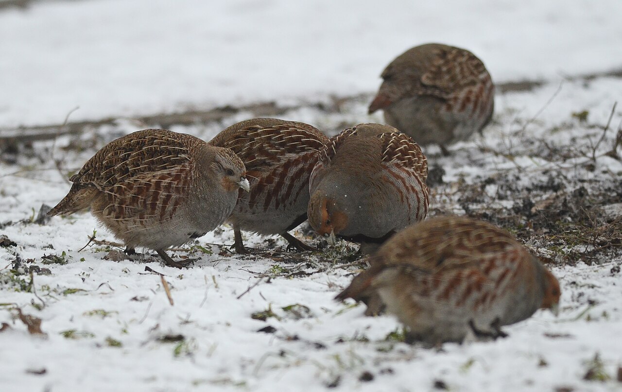 Top 15 Types Of Edible Birds (With Pictures) 7 Partridge
