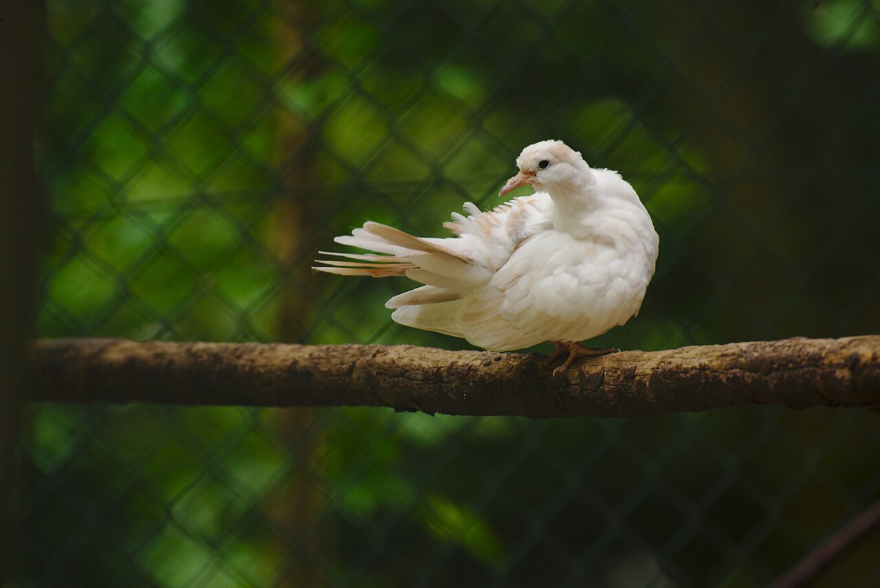 Peaceful Pet Doves