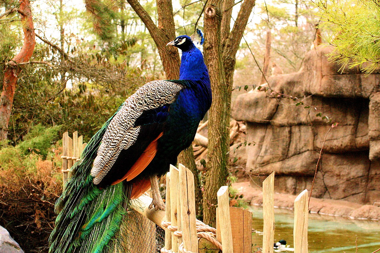 Peacock