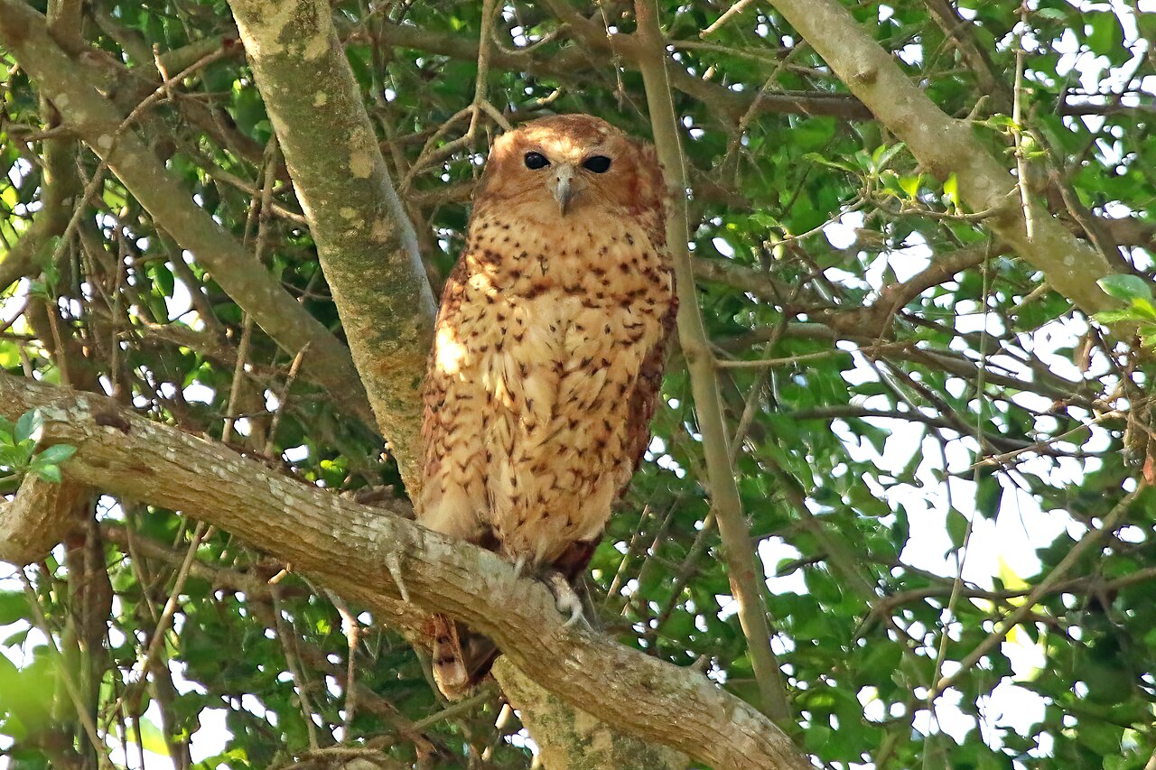 Pel's Fishing Owl