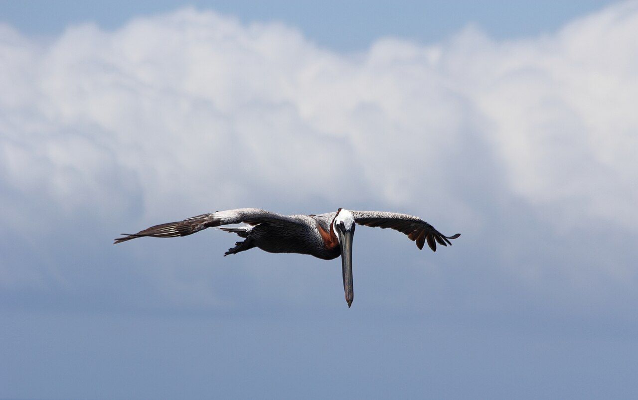 Pelican's Peculiar Pose