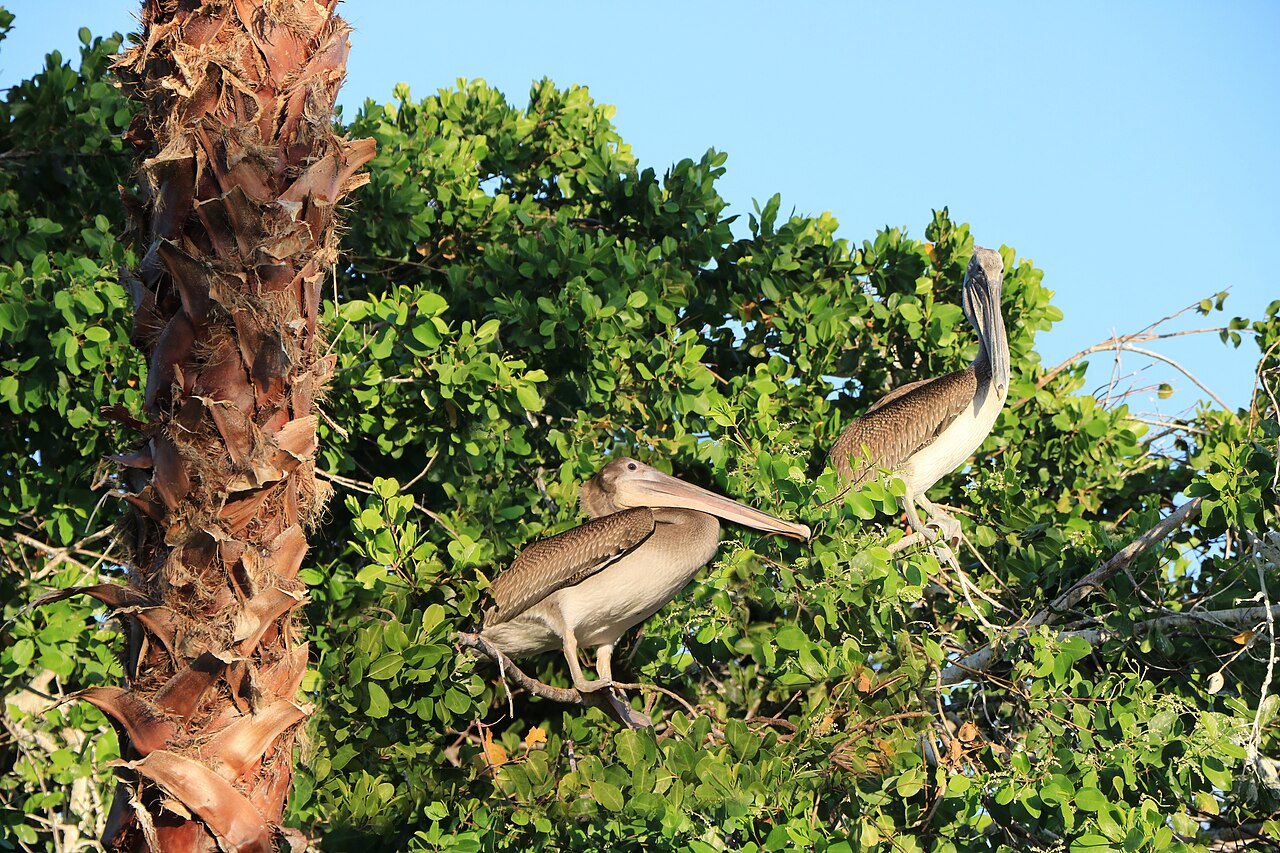Top 15 Types Of Birds That Flock Together (With Pictures) 7 Pelicans