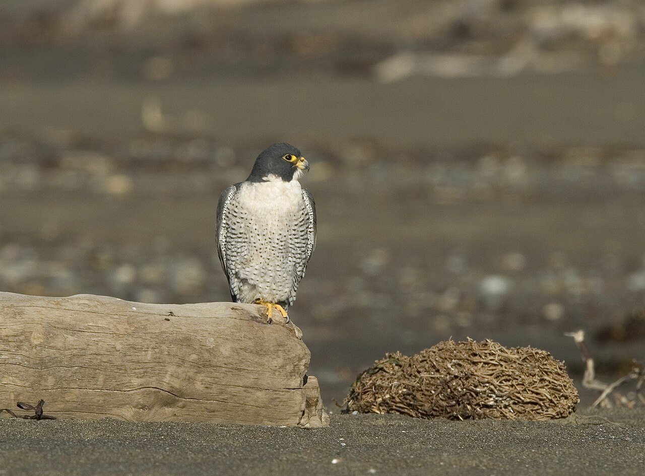 Peregrine Falcon
