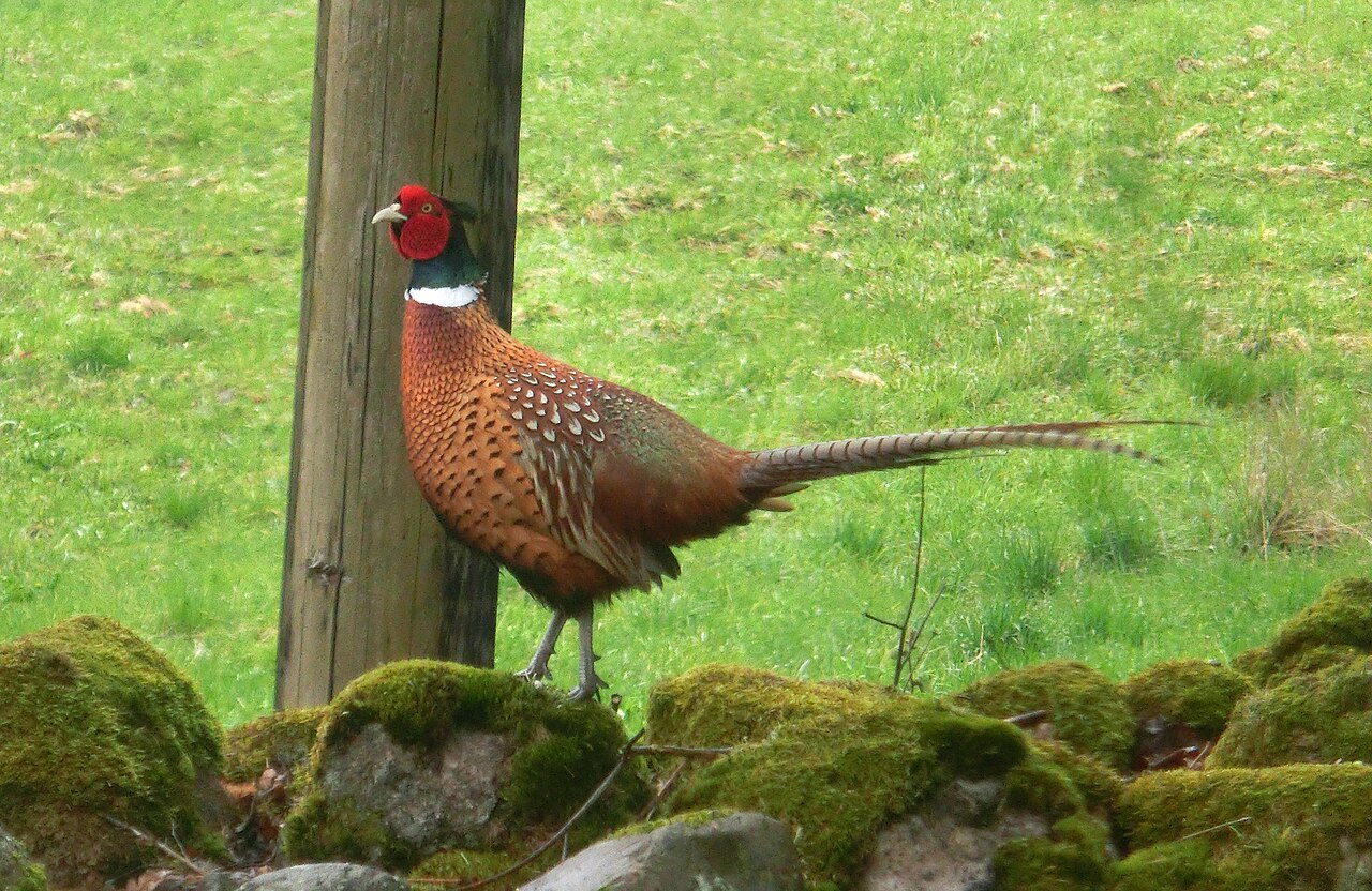 Top 15 Types Of Edible Birds (With Pictures) 1 Pheasant