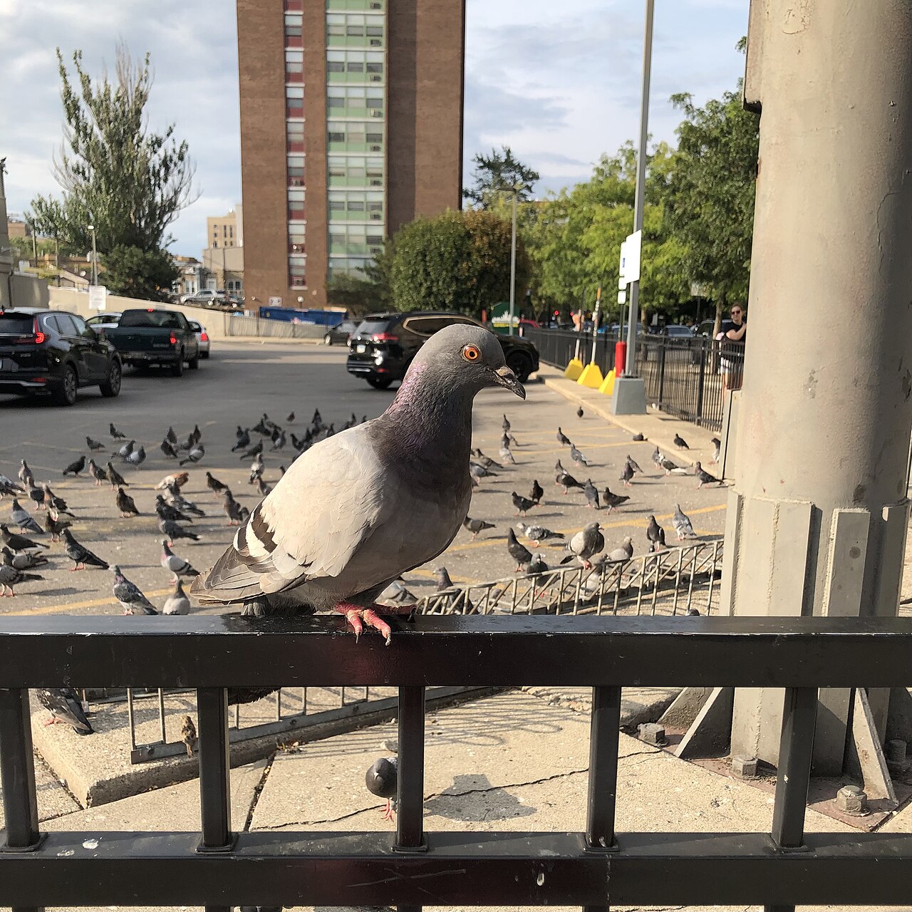 Top 15 Types Of Birds That Flock Together (With Pictures) 5 Pigeons