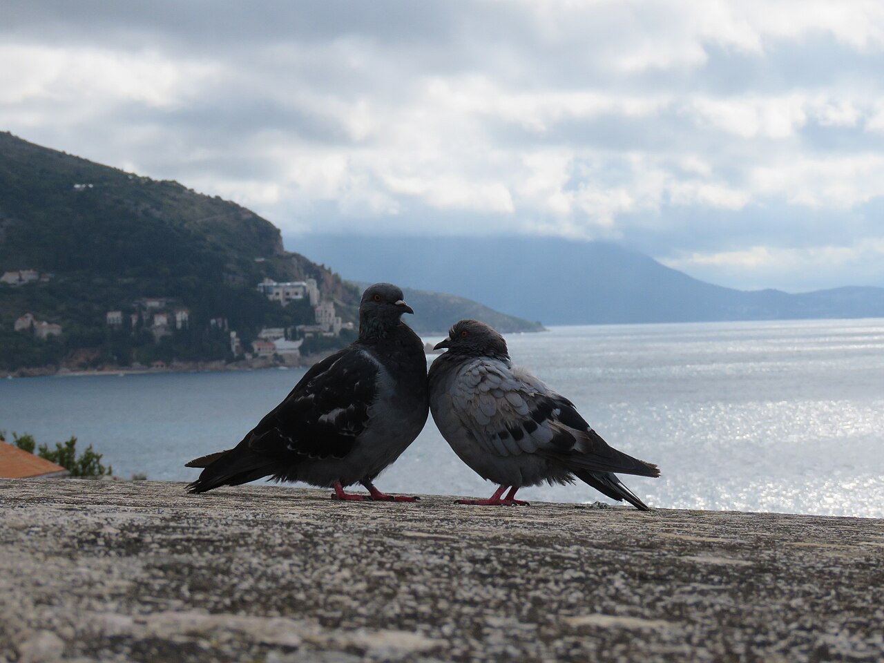 Pigeons