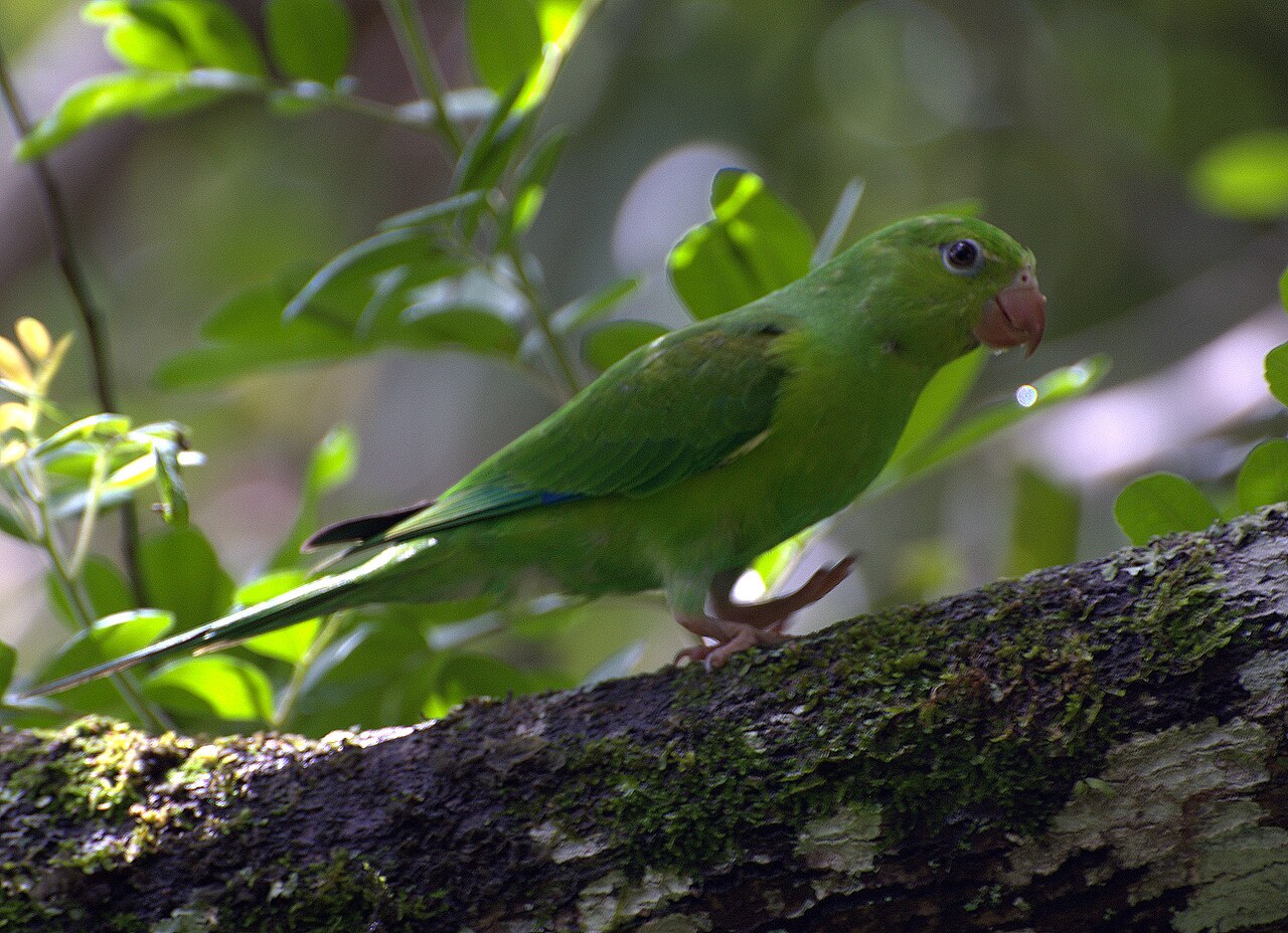 Top 15 Types Of Parakeet Birds (With Pictures) 13 Plain Parakeet