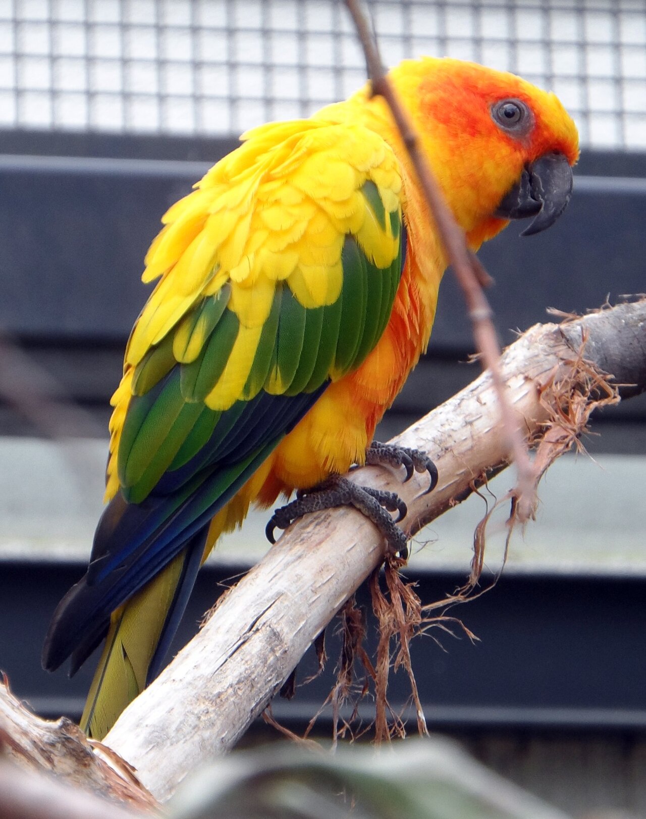 Playful Conures