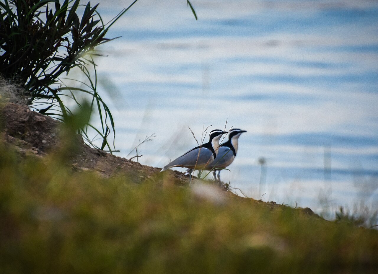 Top 15 Types Of Ground Nesting Birds (With Pictures) 7 Plovers