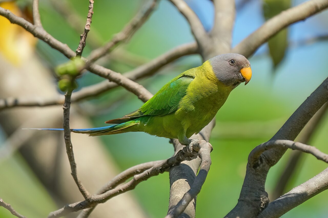 Top 15 Types Of Parakeet Birds (With Pictures) 9 Plum-Headed Parakeet
