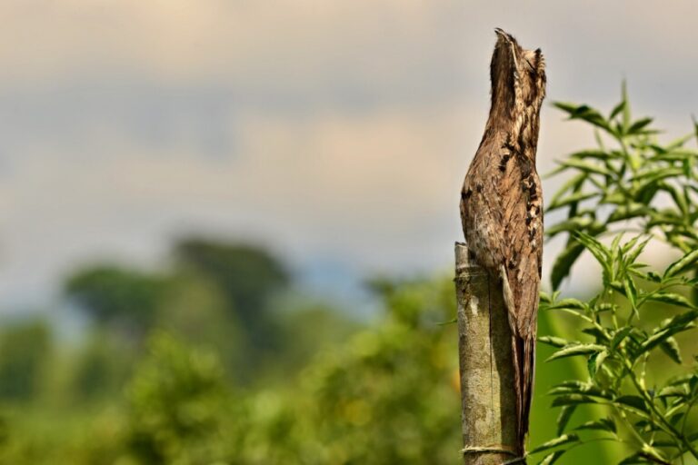Potoo's Goofy Gaze