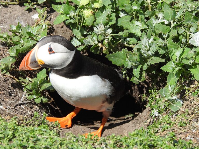 Puffin