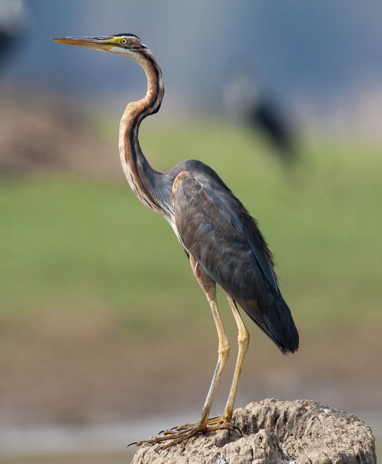 Purple Heron