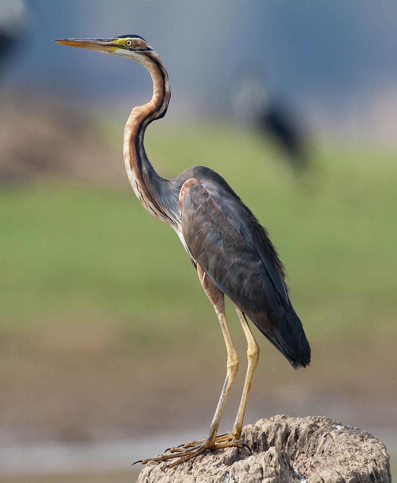 Purple Heron