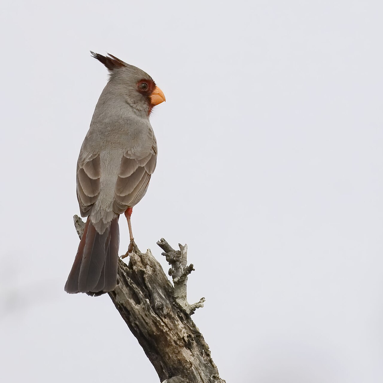 Pyrrhuloxia