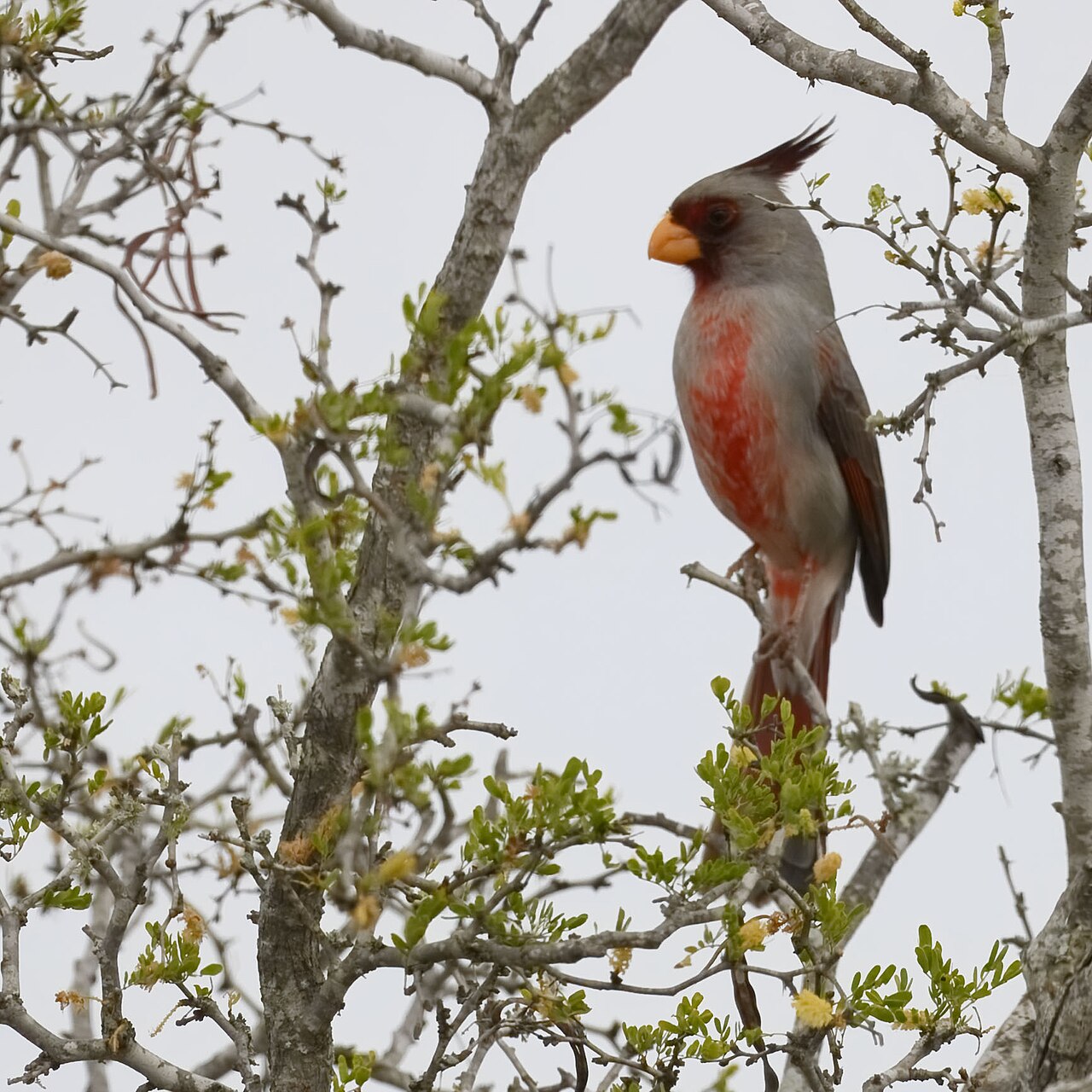 Top 15 Types Of Red Birds In Missouri (With Pictures) 6 Pyrrhuloxia