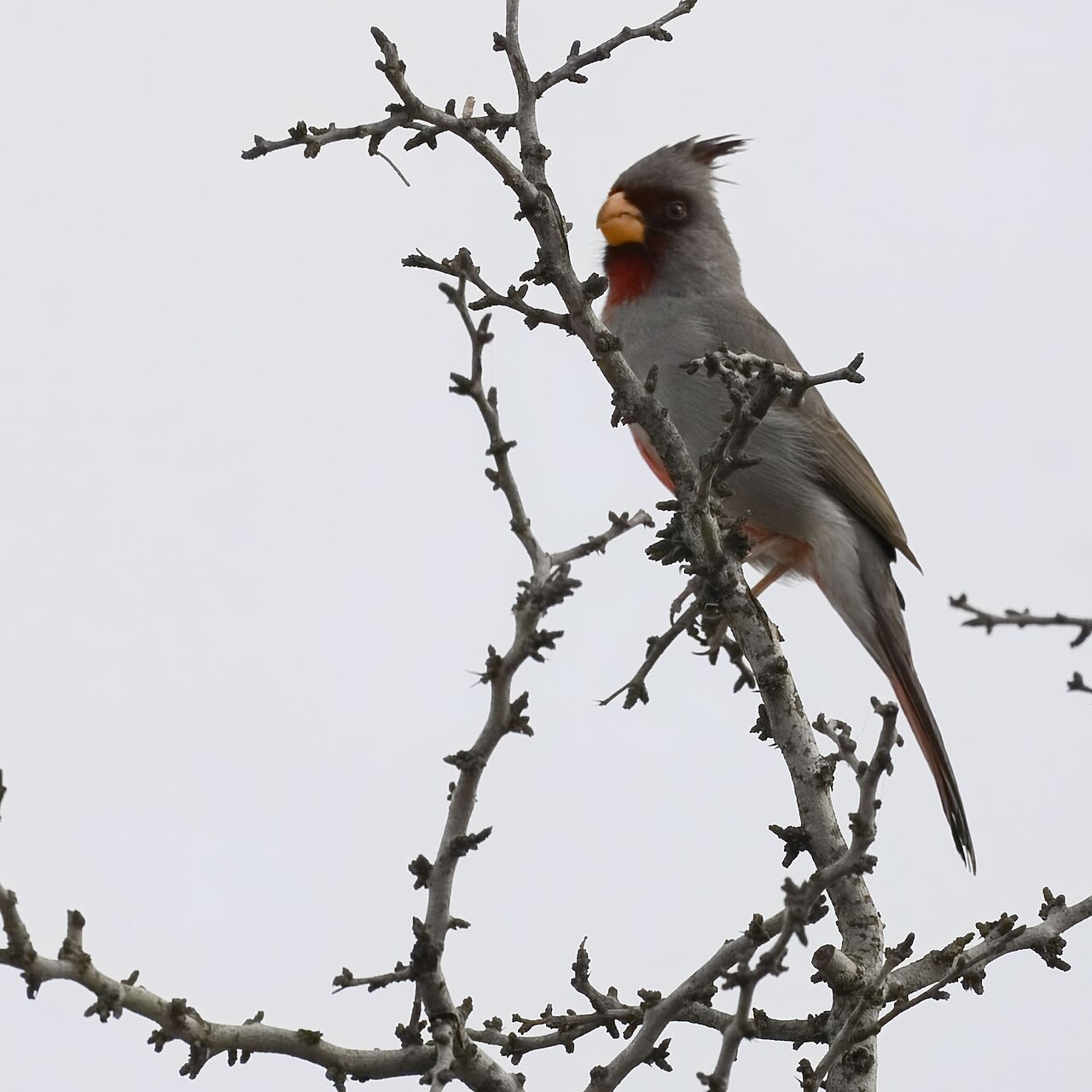 Pyrrhuloxia