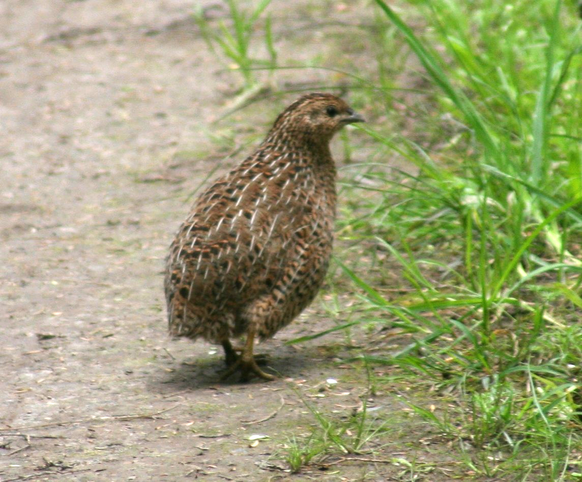Top 15 Types Of Edible Birds (With Pictures) 4 Quail