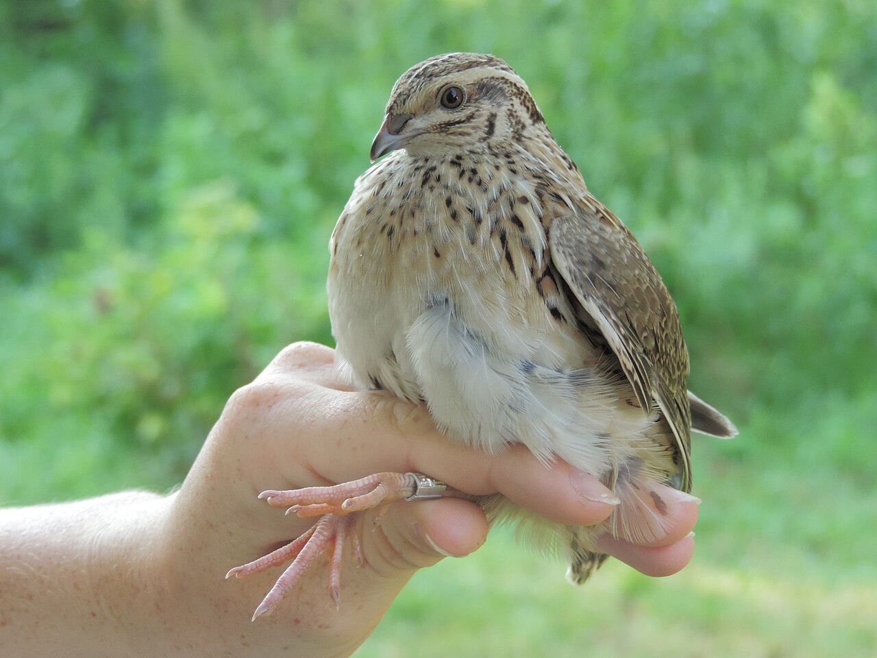 Top 15 Types Of Ground Nesting Birds (With Pictures) 6 Quails