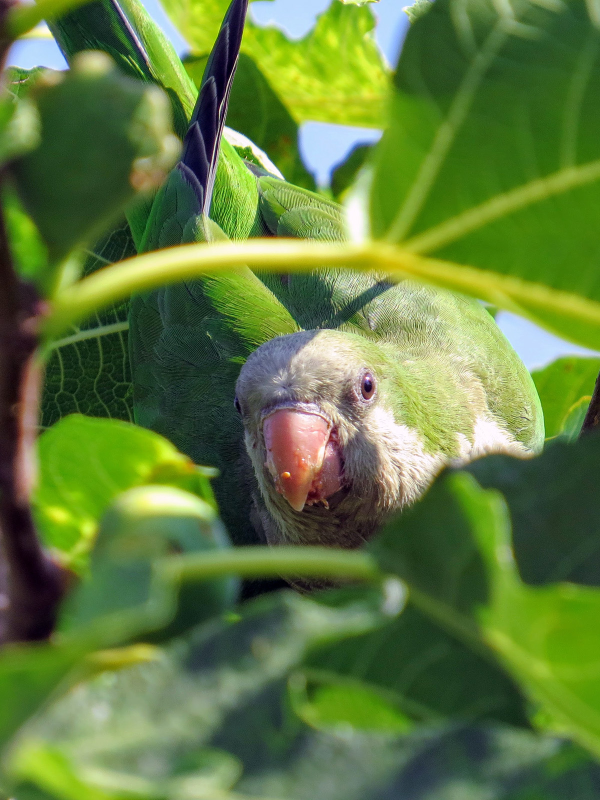 Quaker Parakeet