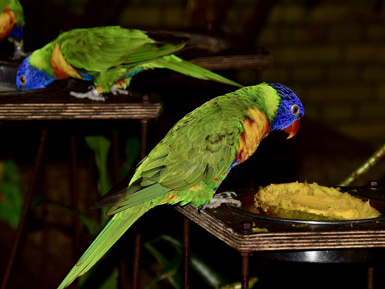 Rainbow Lorikeets