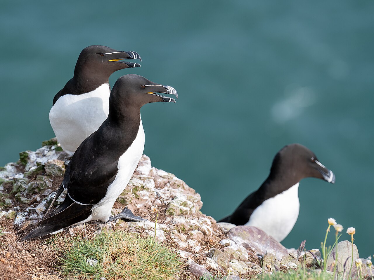 Razorbills