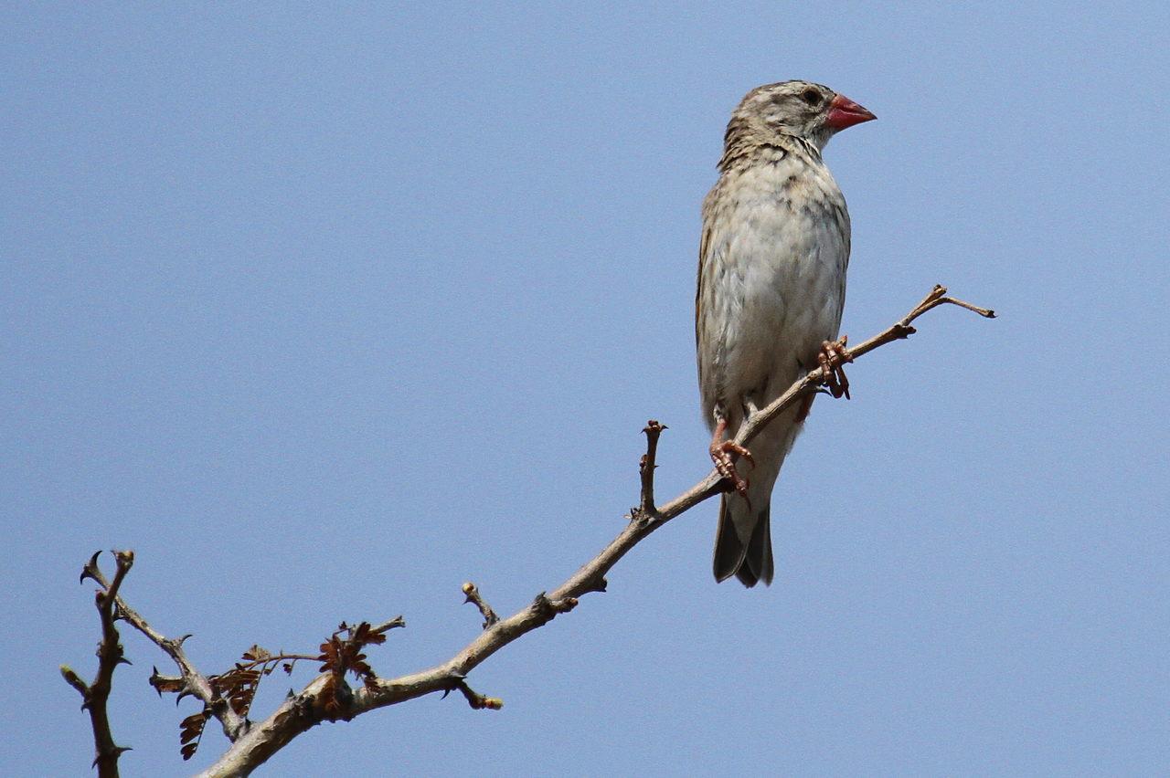 Red-billed Quelea