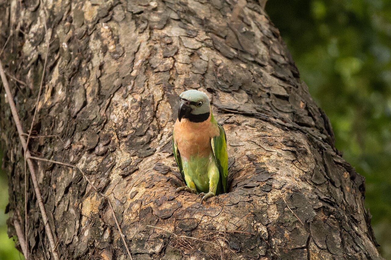 Top 15 Types Of Parakeet Birds (With Pictures) 4 Red-Breasted Parakeet