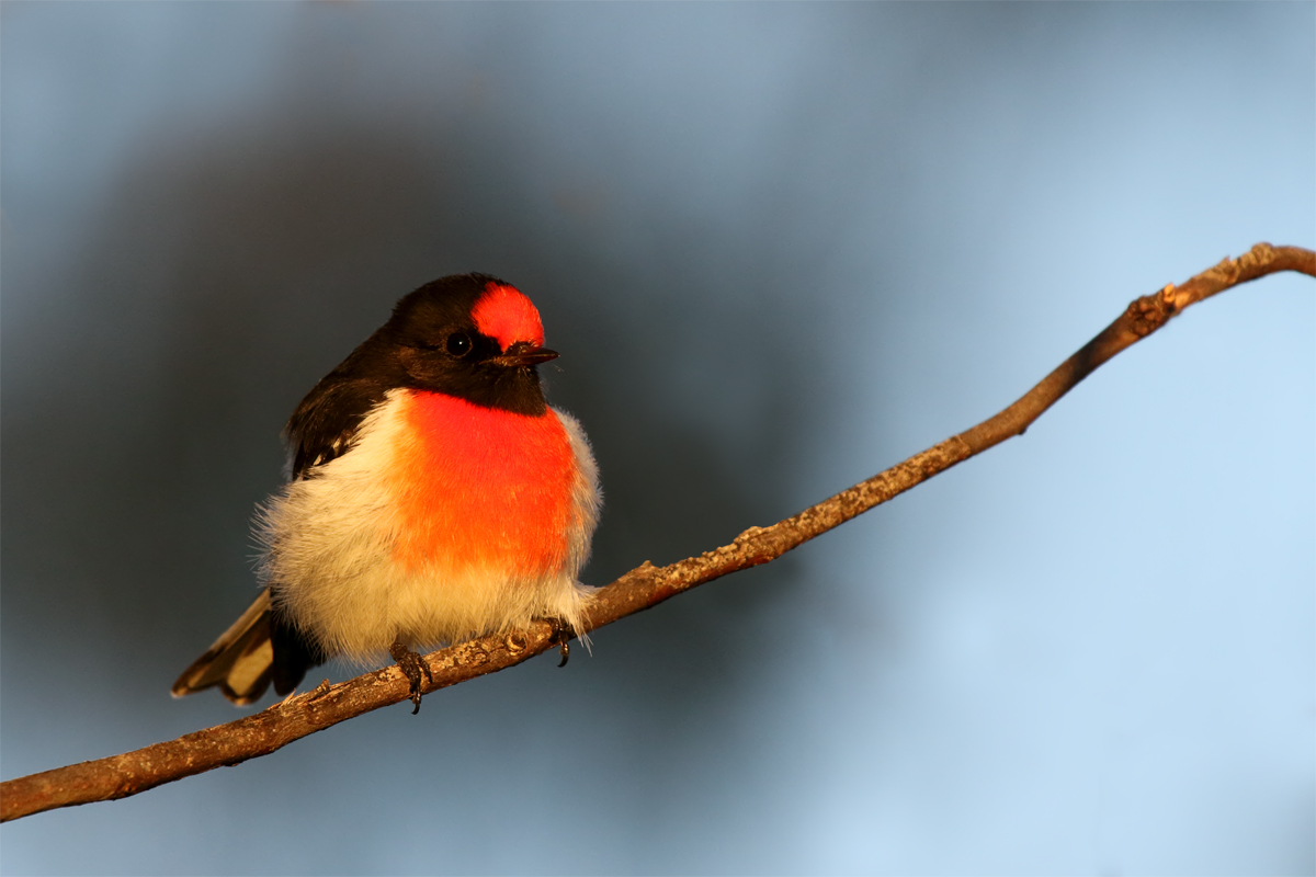 Red-Capped Robin