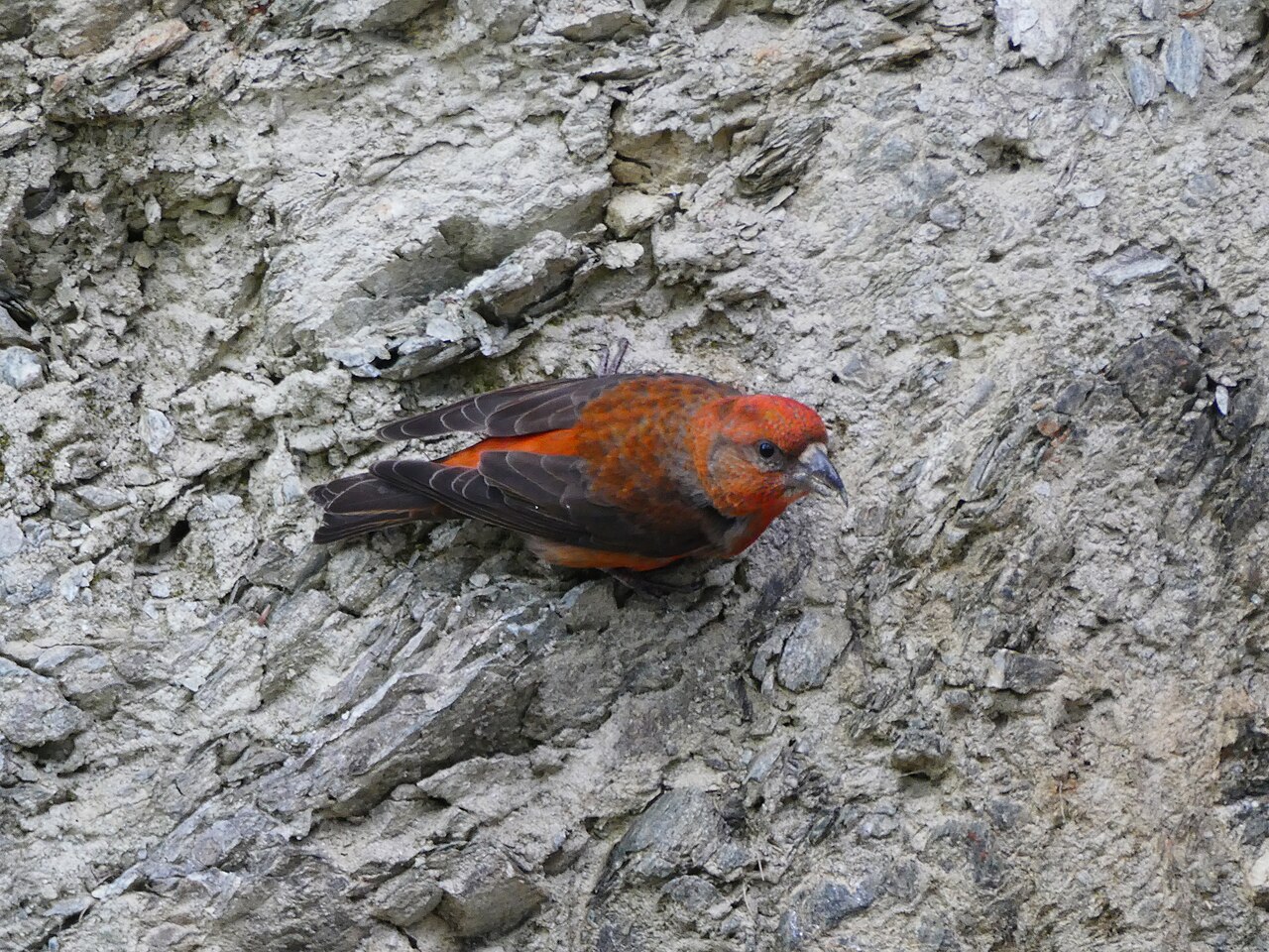 Red Crossbill
