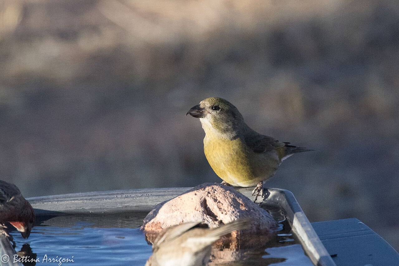 Top 15 Types Of Red Birds In Missouri (With Pictures) 4 Red Crossbill