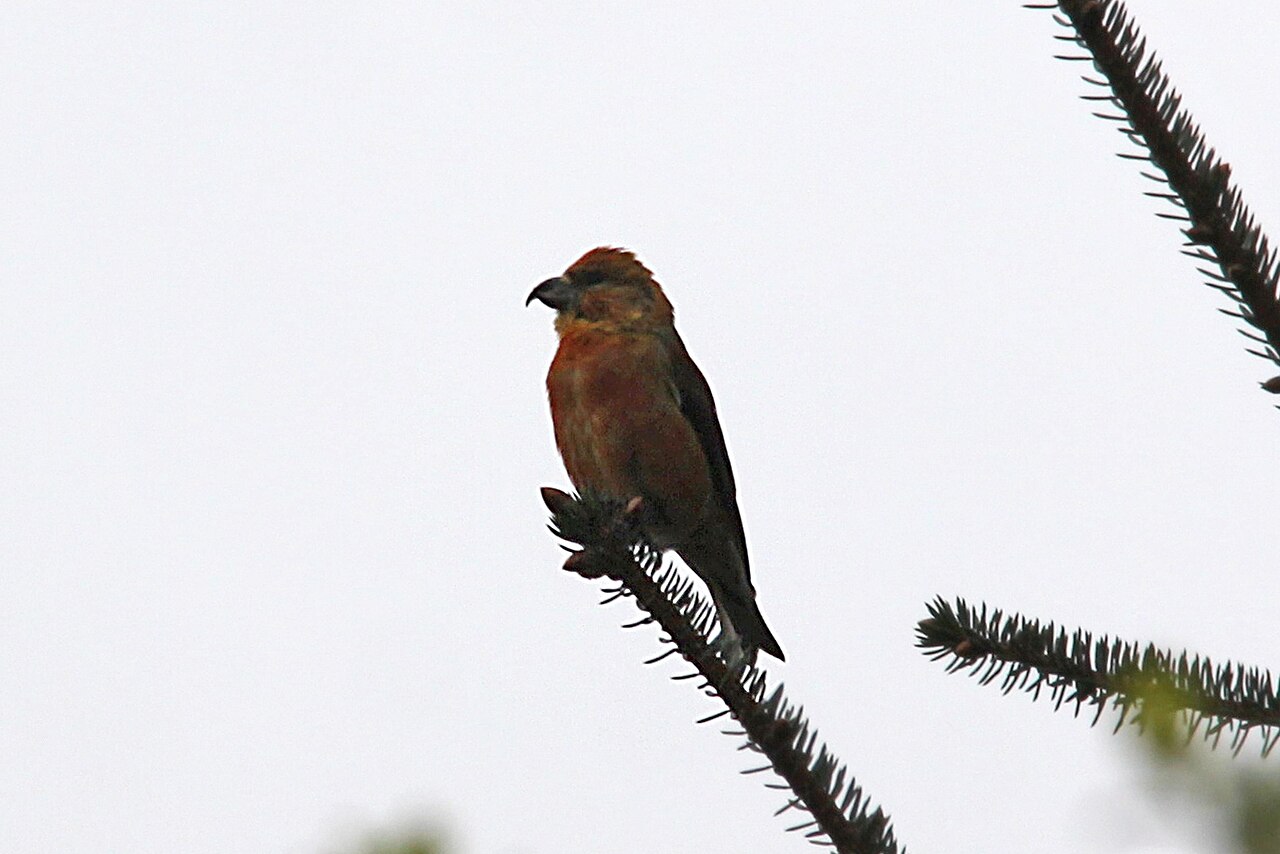 Red Crossbill