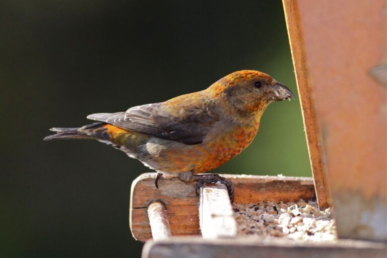 Red Crossbill