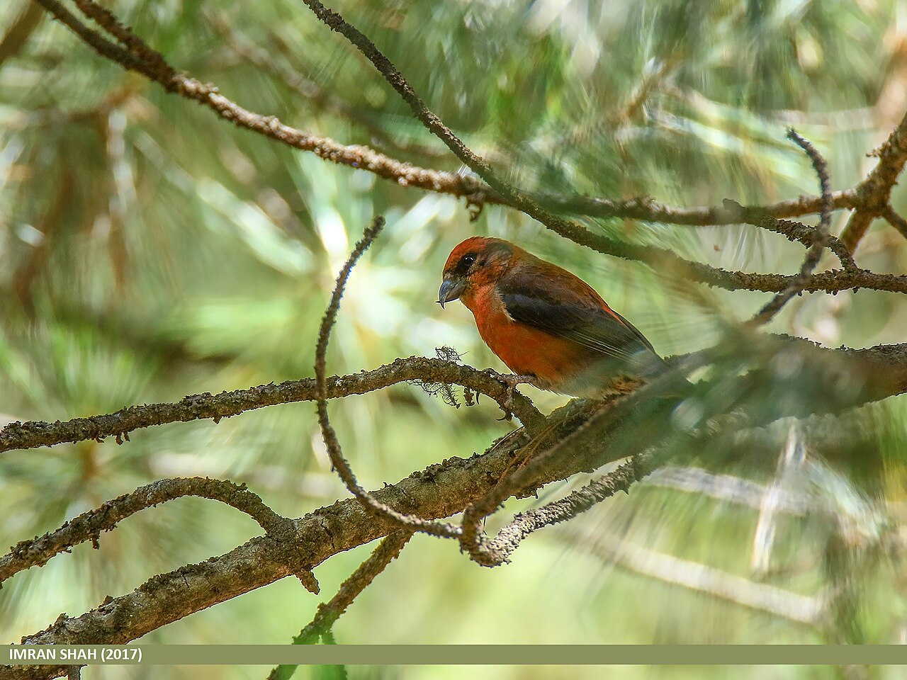 Red Crossbill