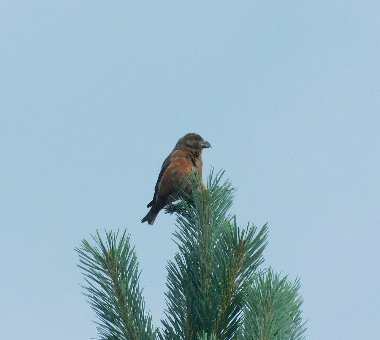Red Crossbill