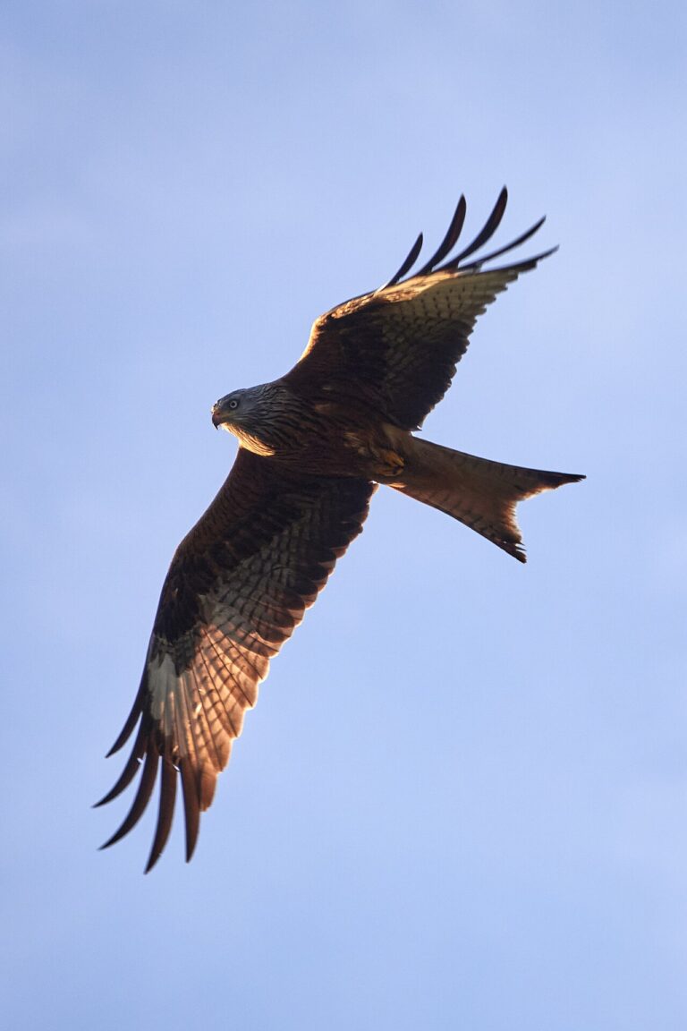 Red Kite