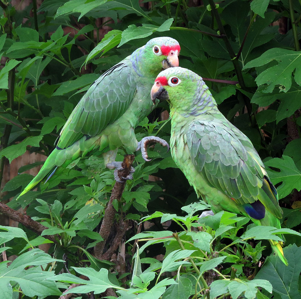 Red Parrot
