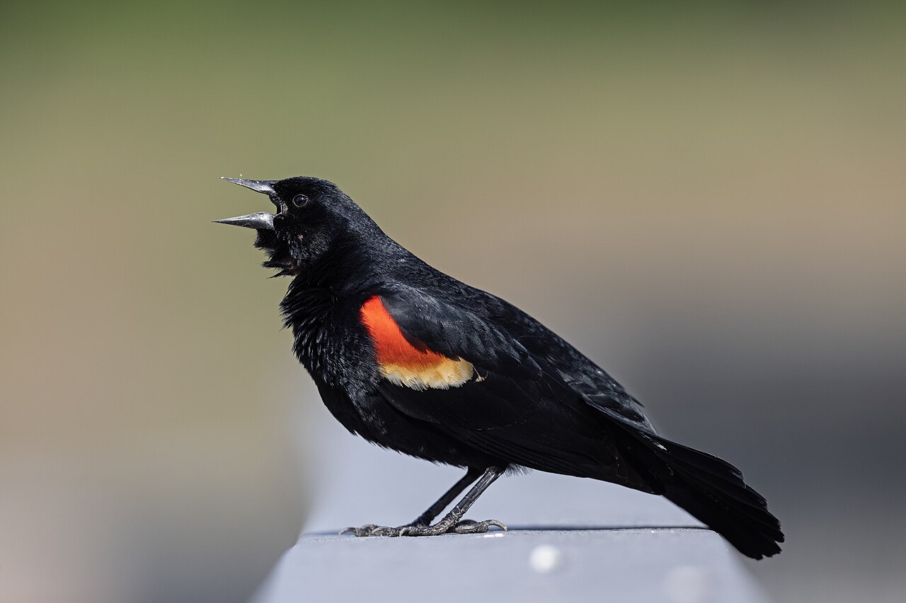 Top 15 Types Of Birds That Flock Together (With Pictures) 10 Red-winged Blackbirds