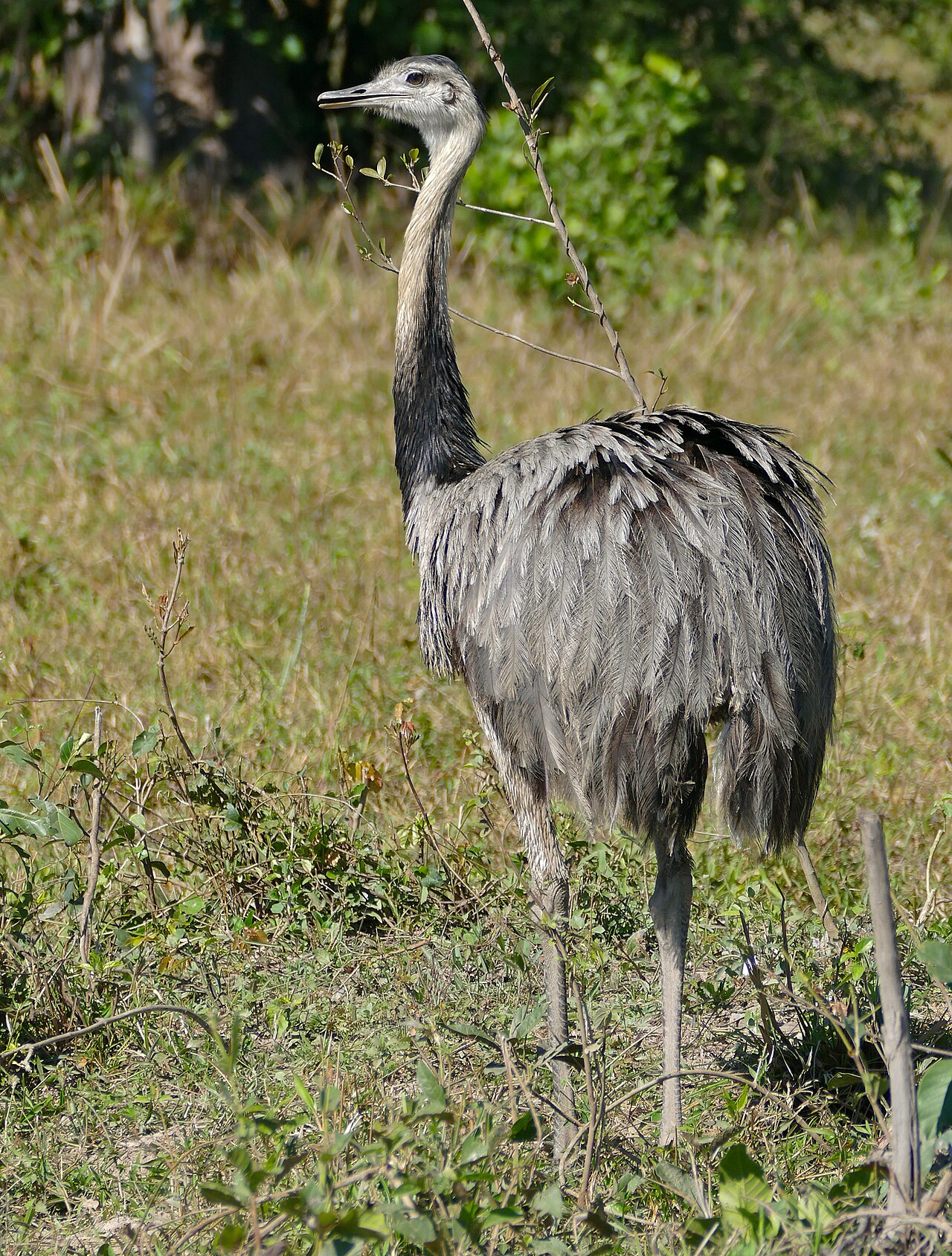 Top 15 Types Of Flightless Birds (With Pictures) 5 Rhea