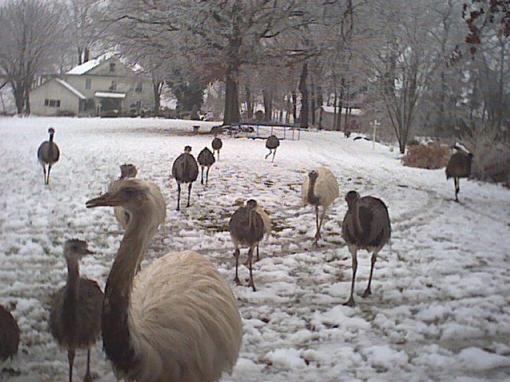 Rheas