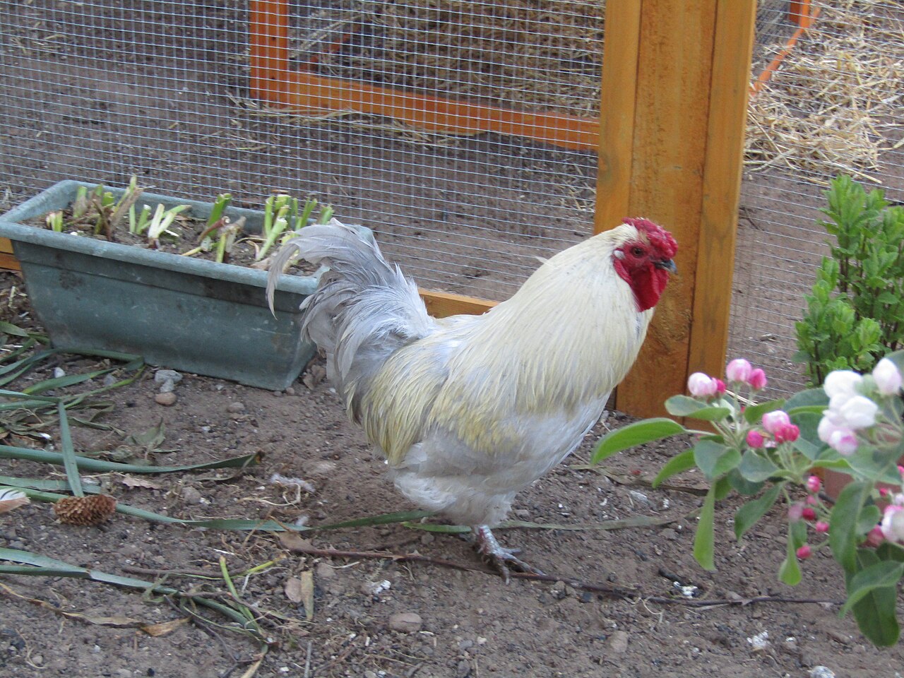 Rooster (Gallus gallus domesticus)