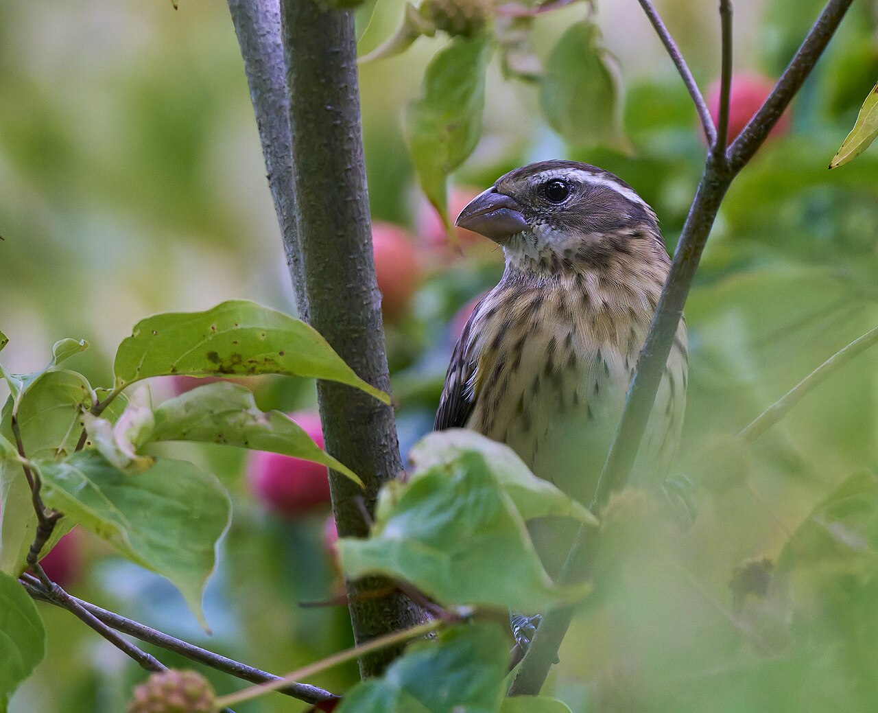 Rose-breasted Grosbeak