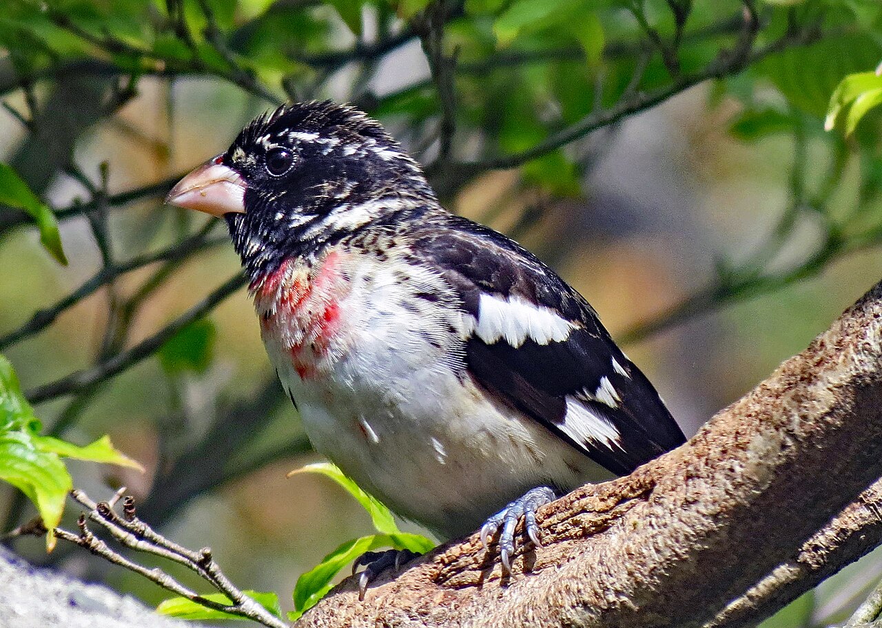 Rose-breasted Grosbeak