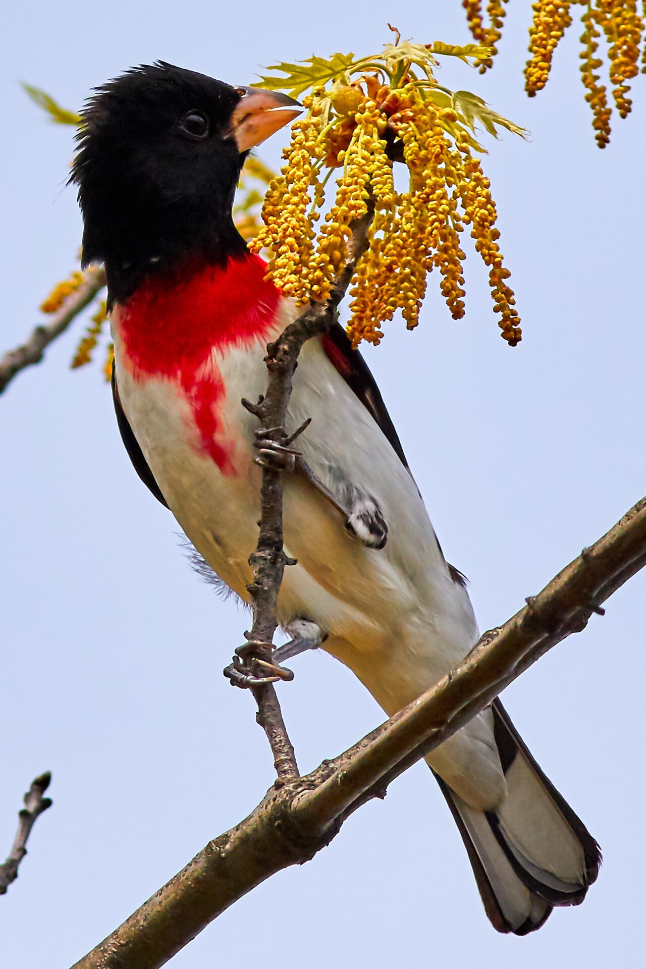 Rose-breasted Grosbeak