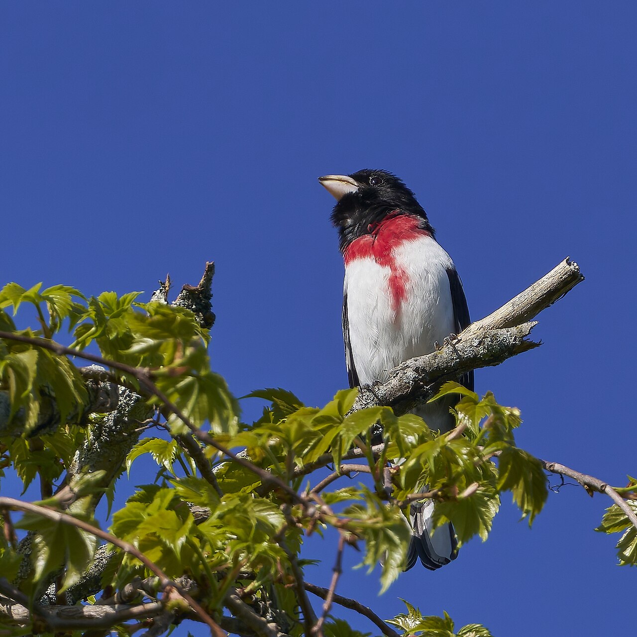 Rose-breasted Grosbeak